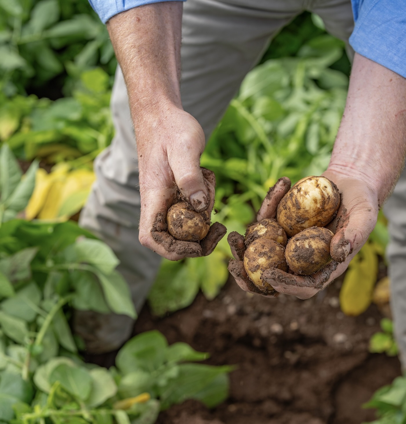 node.field_media_item.entity.field_media_image.alt